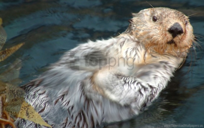 Dirty Face Otter Swimming Wet Wallpaper Transparent PNG Images Bulk Package