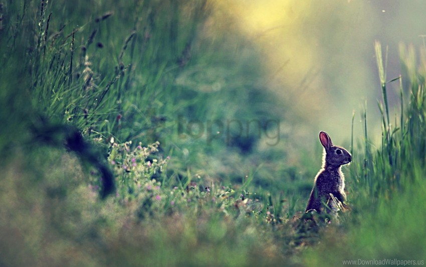 distance glare grass rabbit sunlight wallpaper Isolated Artwork in Transparent PNG