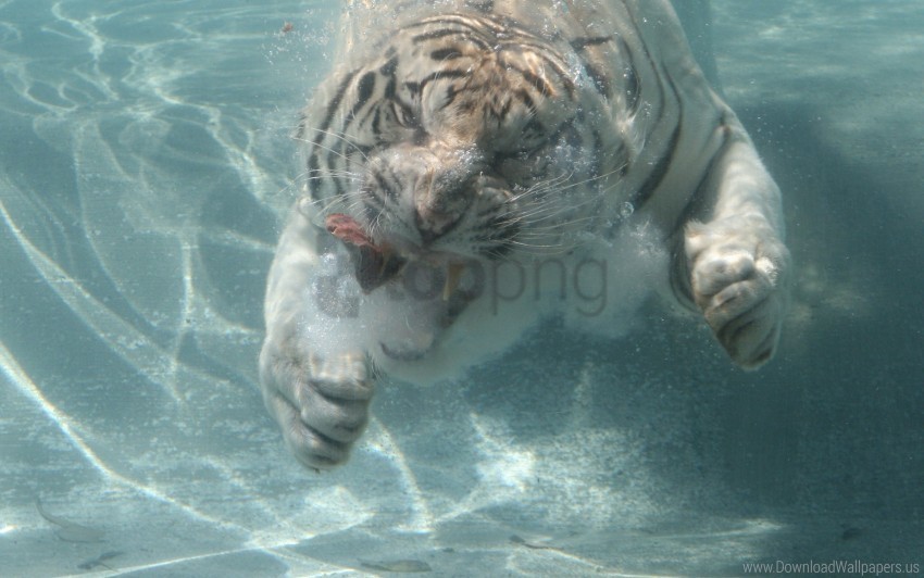 dive meat tiger water wallpaper Clean Background Isolated PNG Design