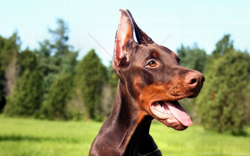 Doberman Dog Face Tongue Wallpaper Isolated Element In HighQuality PNG