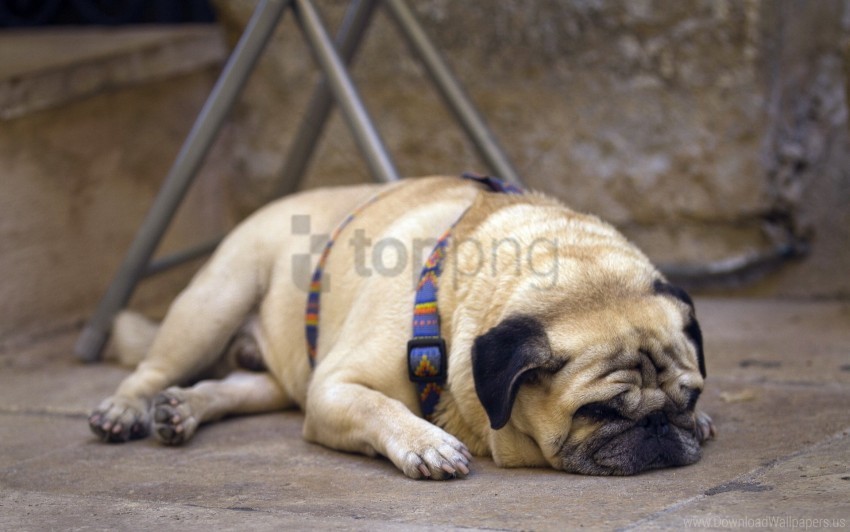 dog collar face pug puppy sleeping wallpaper PNG for online use