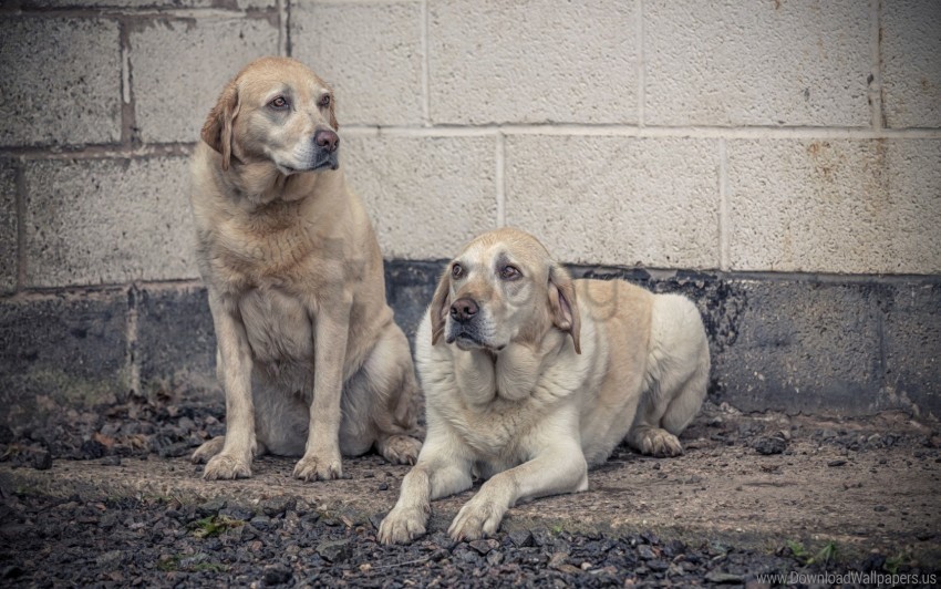 dog dogs lying wall wallpaper PNG graphics