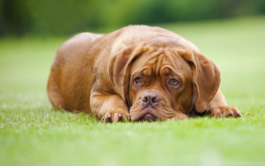 dog dogue de bordeaux lawn wallpaper Isolated Character with Transparent Background PNG