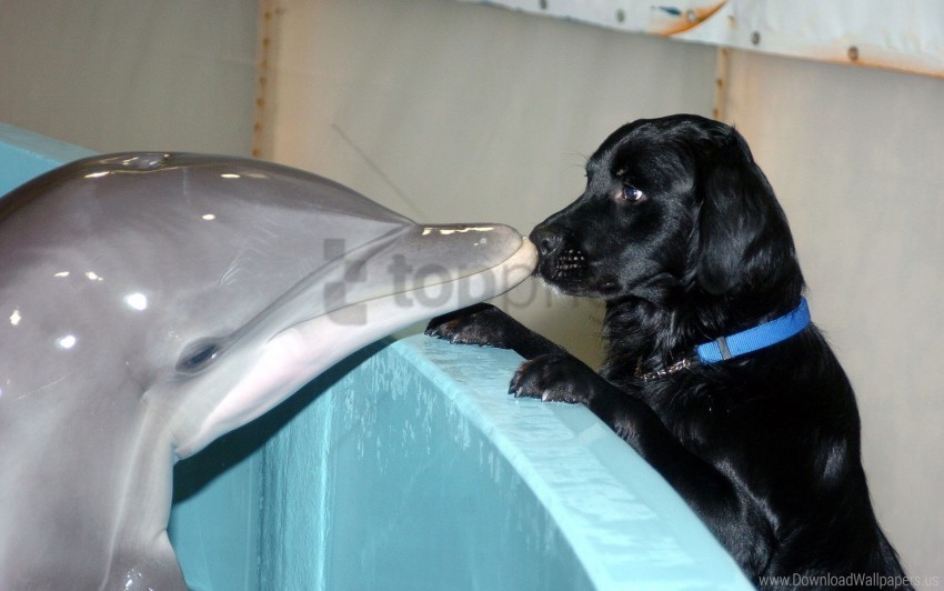 dog dolphin familiarity sniff wallpaper Transparent PNG images for printing