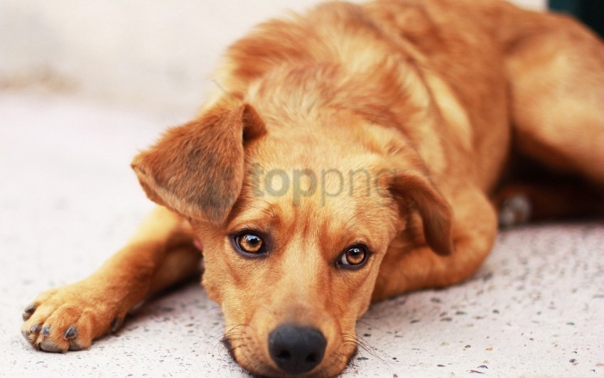 dog down ears face wallpaper PNG clip art transparent background