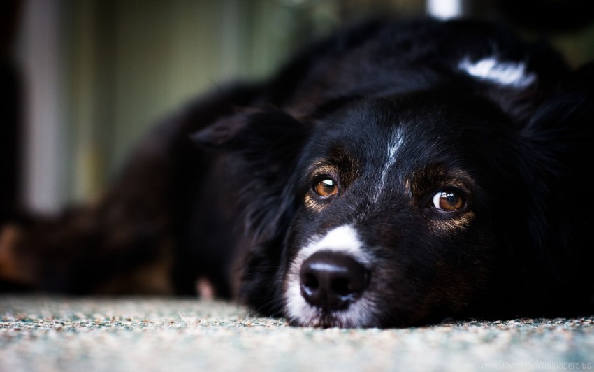 dog down eyes muzzle sad wallpaper Clean Background Isolated PNG Art