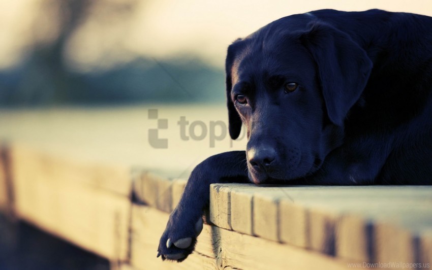 Dog Down Face Sad Wallpaper PNG Image Isolated With Transparency