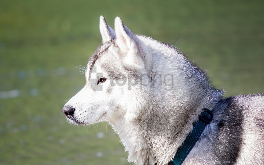 dog dream husky wallpaper Transparent PNG photos for projects