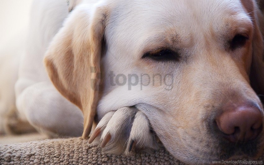 dog dream labrador muzzle nose wallpaper Isolated Element on Transparent PNG