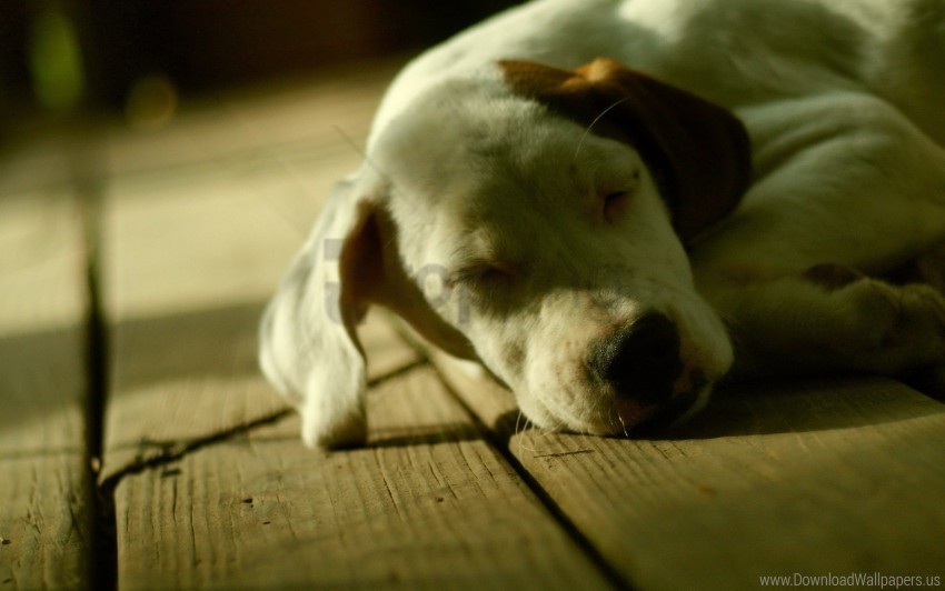 Dog Dream Lie Muzzle Shadow Wallpaper PNG Images With Transparent Canvas