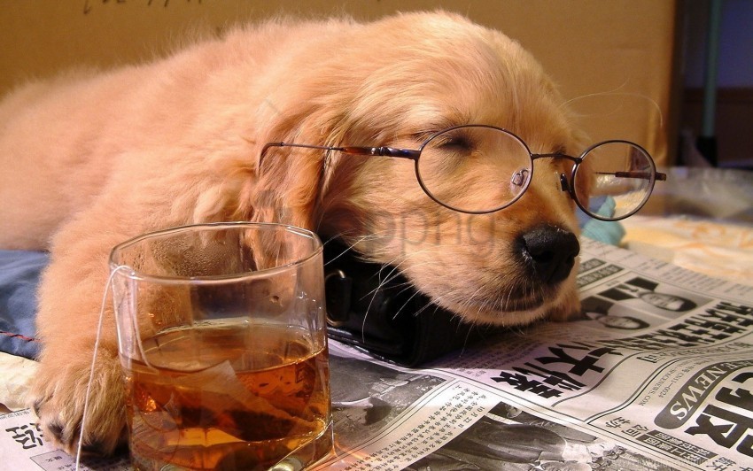 dog drink face glass glasses paper puppy situation sleeping wallpaper PNG Image with Isolated Element