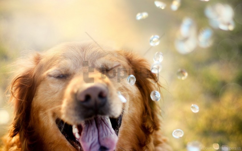 dog drop muzzle retriever squint wallpaper Isolated Icon on Transparent PNG