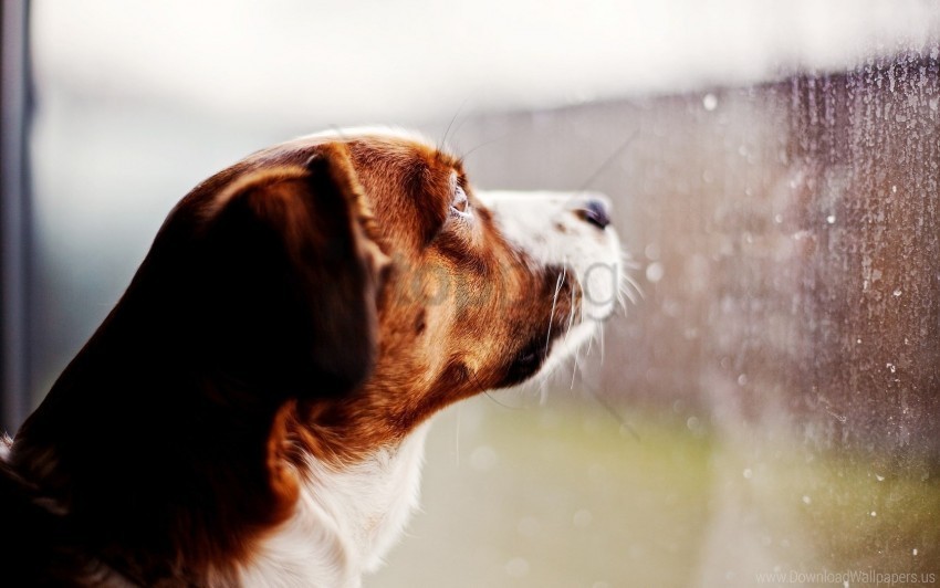 dog drops glass rain watching window wallpaper PNG images for banners