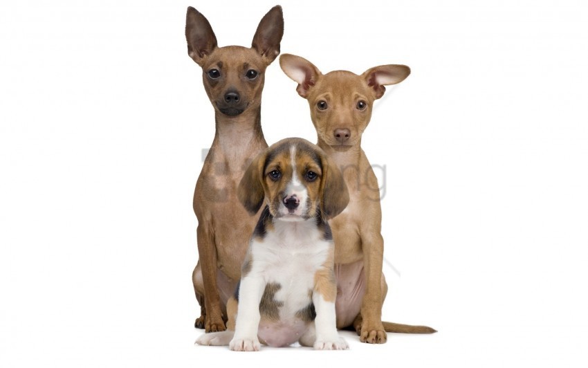 dog eared puppies wallpaper Isolated Object with Transparent Background in PNG