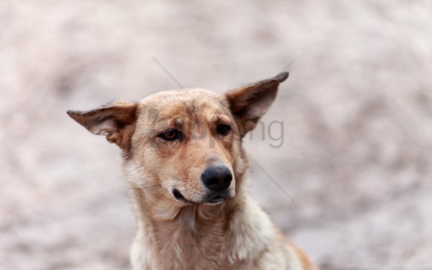 dog ears eyes fear muzzle wallpaper Isolated Element in Transparent PNG