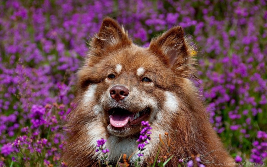 dog ears face flowers waiting wallpaper Free PNG images with transparent backgrounds