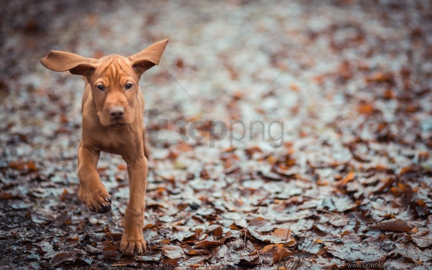 Dog Ears Fall Leaves Run Wallpaper Clear Background PNG Elements