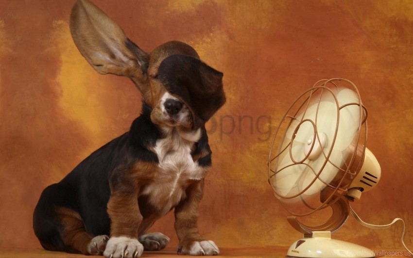 dog ears fan heat wind wallpaper Isolated Design Element in HighQuality Transparent PNG