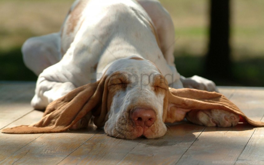 dog ears lying muzzle sleep wallpaper PNG isolated