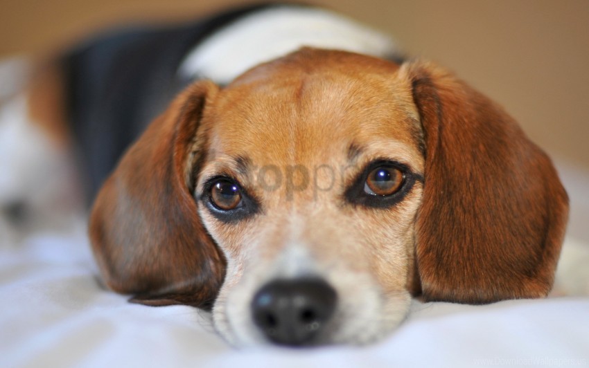 dog ears puppy snout view wallpaper Clean Background Isolated PNG Icon