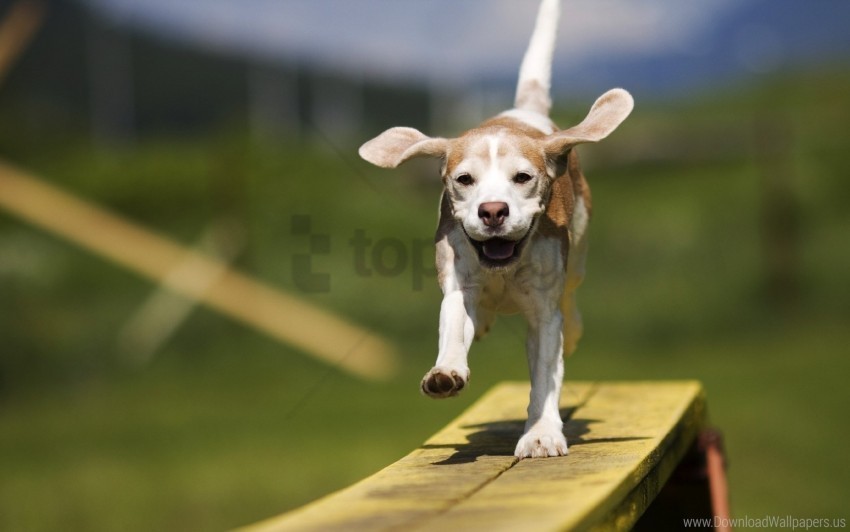 dog ears puppy walk wind wallpaper Isolated PNG Element with Clear Transparency