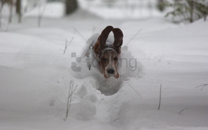 dog ears run snow winter wallpaper Transparent PNG pictures complete compilation