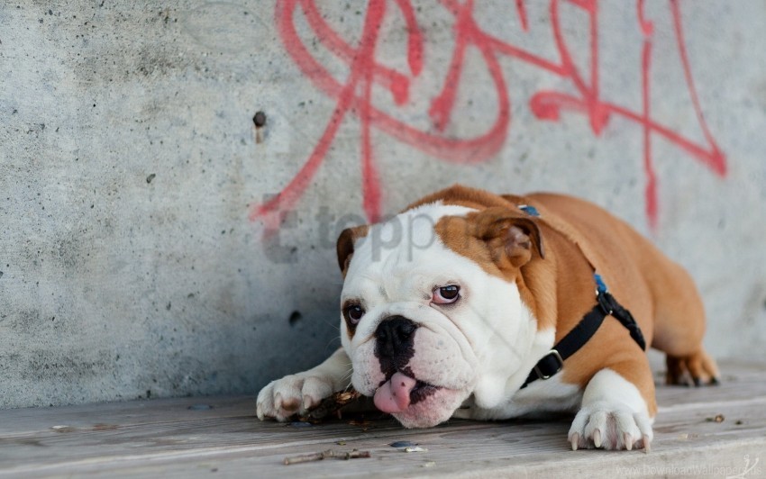 Dog English Bulldog Lies Thick Tongue Wallpaper PNG Cutout