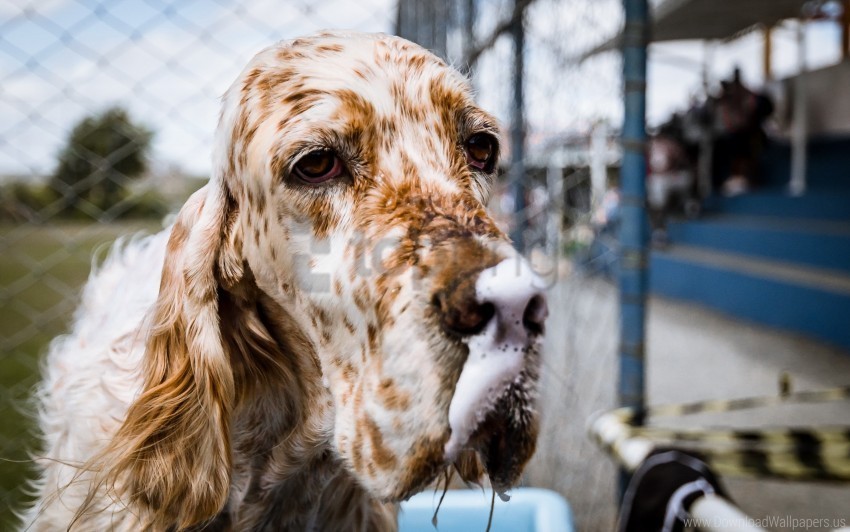 Dog English Setter Muzzle Spotted Wallpaper PNG For Digital Art