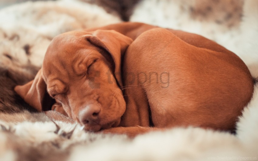 Dog Ennio Hungarian Vizslas Wallpaper Transparent PNG Artworks For Creativity