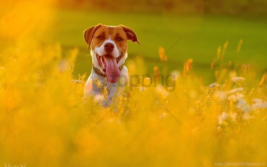 dog escape face field flowers grass protruding tongue wallpaper High-quality PNG images with transparency
