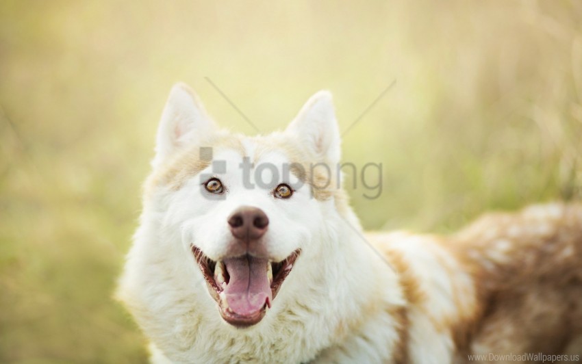 dog eyes eyes muzzle tongue wallpaper PNG images with alpha transparency wide collection