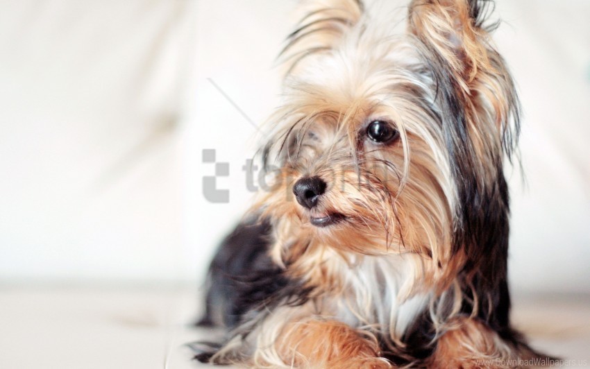 dog eyes face fluffy yorkshire terrier wallpaper PNG transparent designs