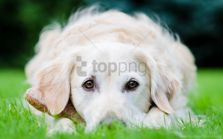 dog eyes face grass lie wallpaper Transparent PNG Graphic with Isolated Object