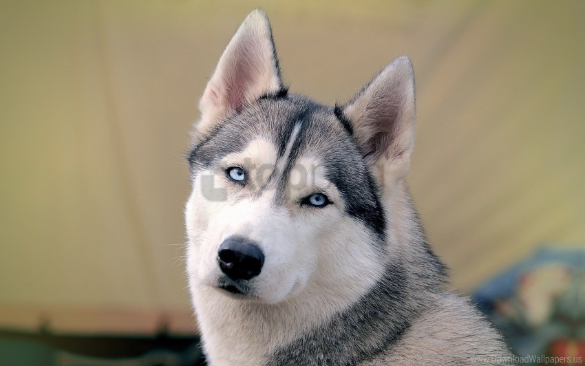 dog eyes face husky wallpaper Isolated Graphic on Clear Background PNG