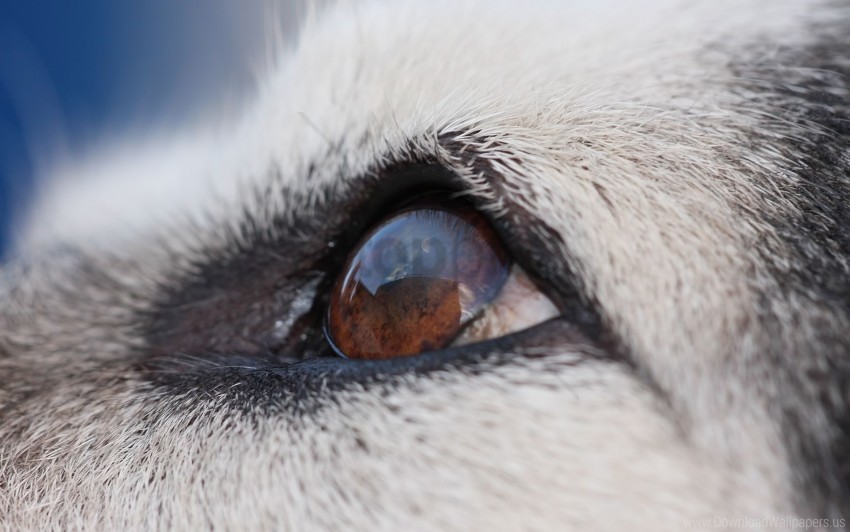 dog eyes face malamute wallpaper PNG image with no background