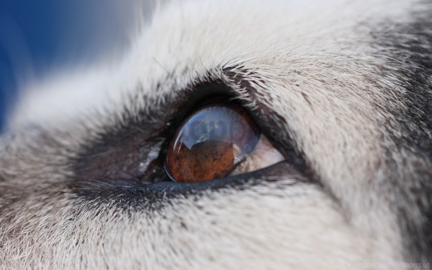 Dog Eyes Face Malamute Wallpaper PNG Image With No Background