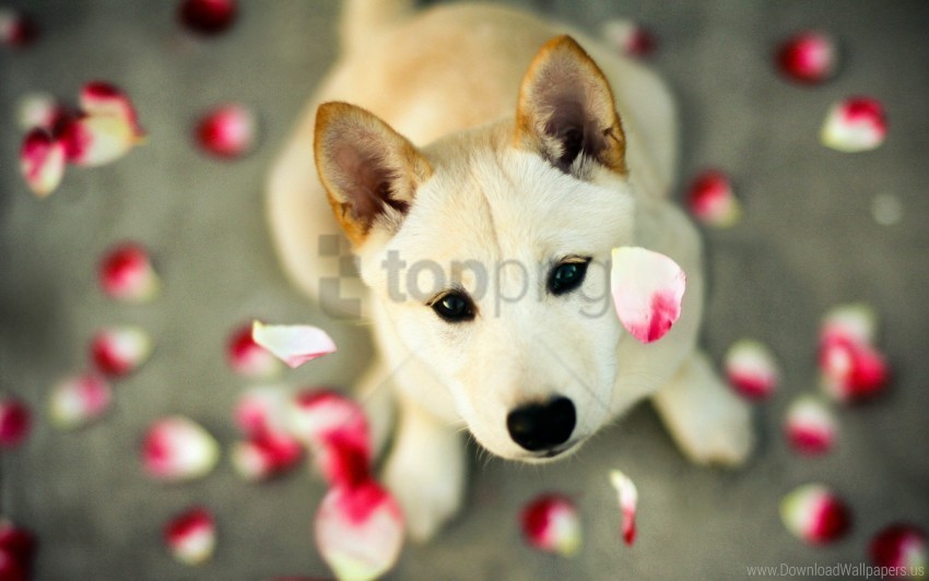 dog eyes face petals wallpaper PNG images for banners