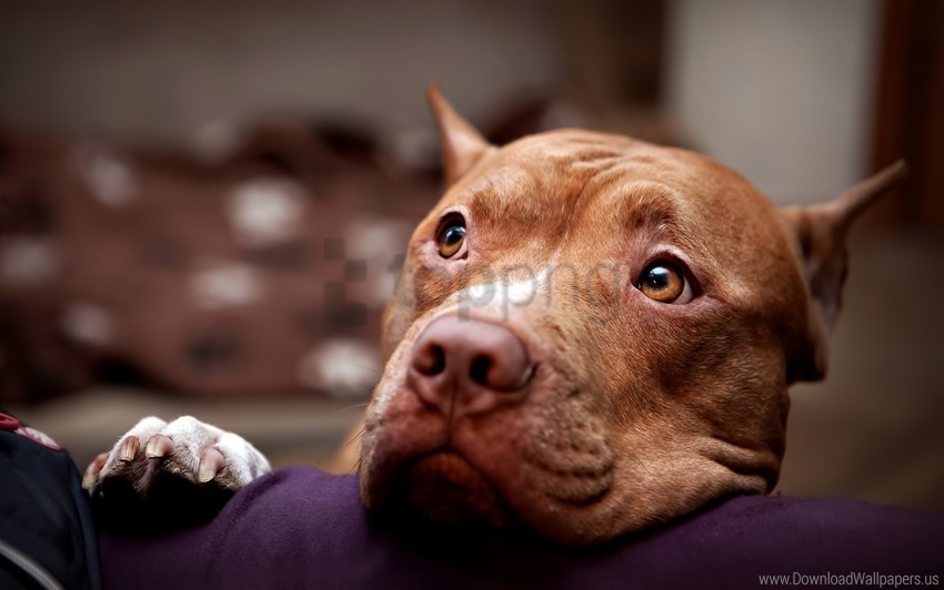 dog eyes face pitbull sadness wallpaper Isolated Character on HighResolution PNG