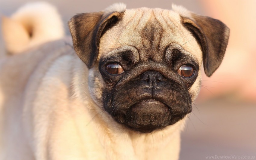 dog eyes face pug puppy wallpaper Isolated Subject on HighQuality Transparent PNG