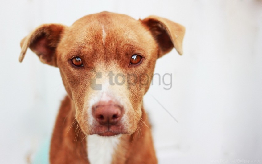 dog eyes face sadness wallpaper Transparent PNG Isolated Graphic Detail