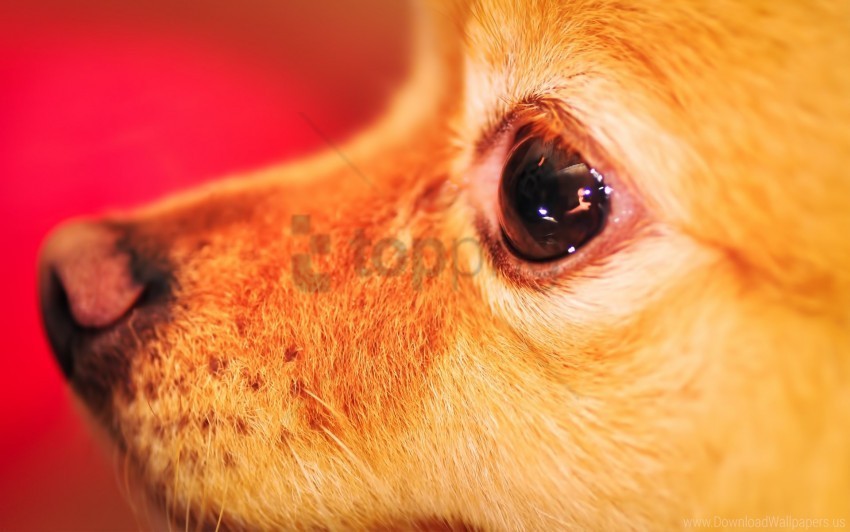 dog eyes face small wallpaper PNG graphics with clear alpha channel broad selection