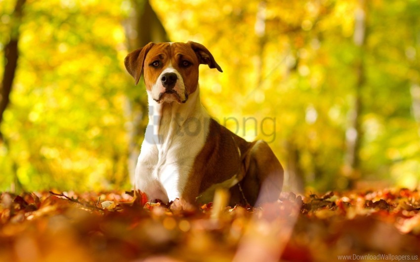 dog eyes fall grass leaves wallpaper Isolated PNG Element with Clear Transparency