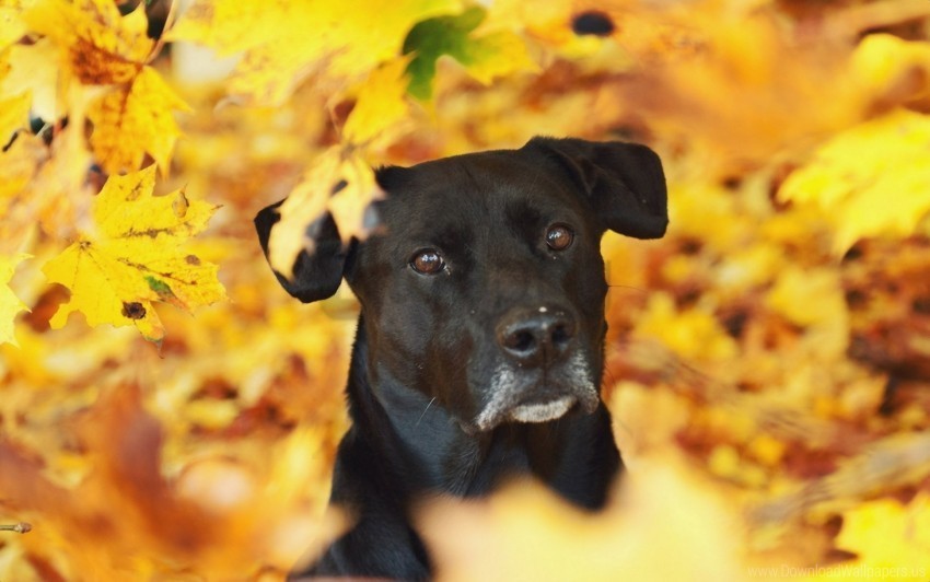 Dog Eyes Fall Wallpaper Isolated Element With Clear PNG Background