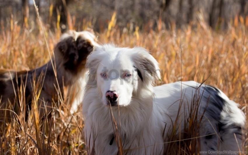 Dog Eyes Field Friend Grass Wallpaper Transparent PNG Isolated Item