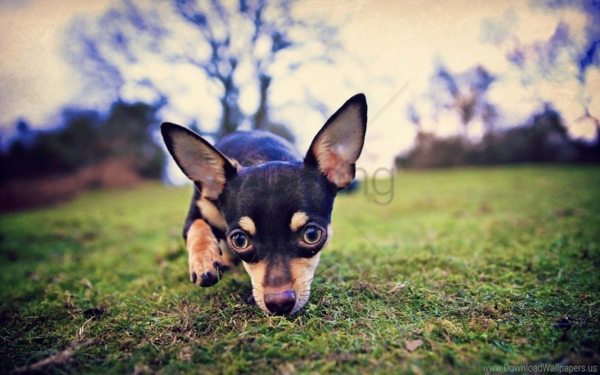 dog eyes field scent wallpaper Transparent PNG graphics complete collection