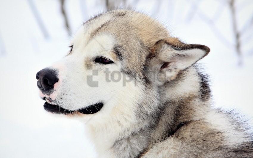 dog eyes fur snow wallpaper Transparent PNG Isolated Graphic Element