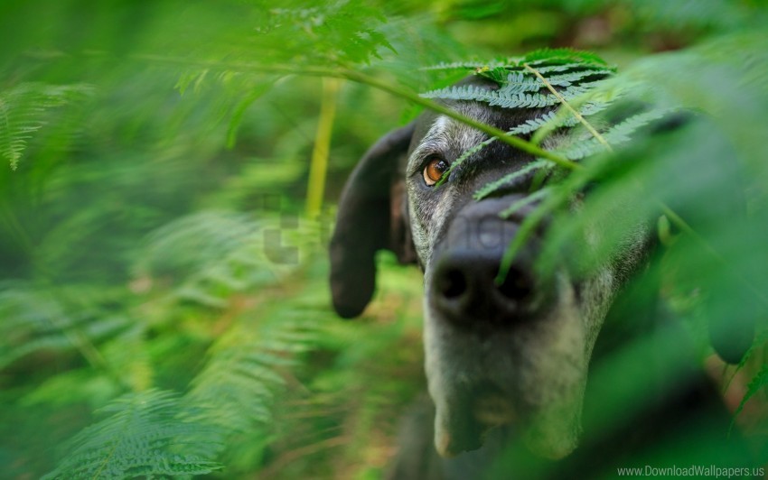 dog eyes grass muzzle wallpaper PNG transparency