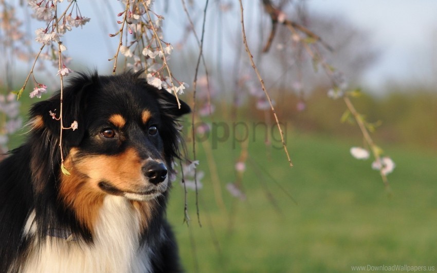 dog eyes grass tree wallpaper PNG images with no background assortment