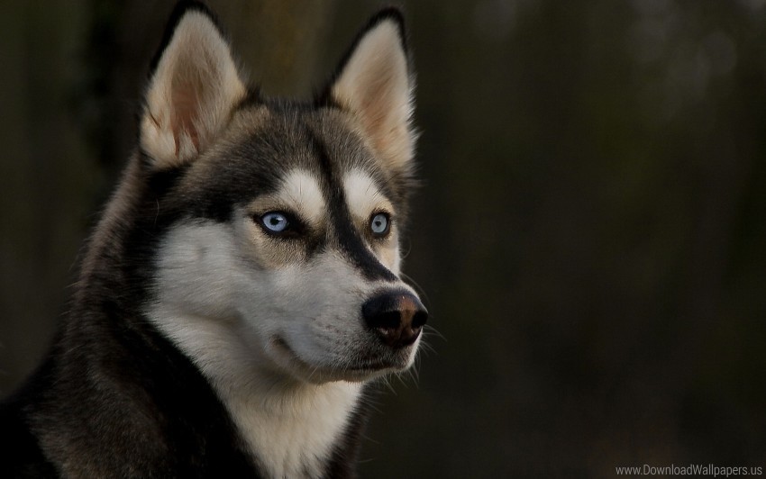 dog eyes husky muzzle wallpaper Isolated Element on HighQuality PNG