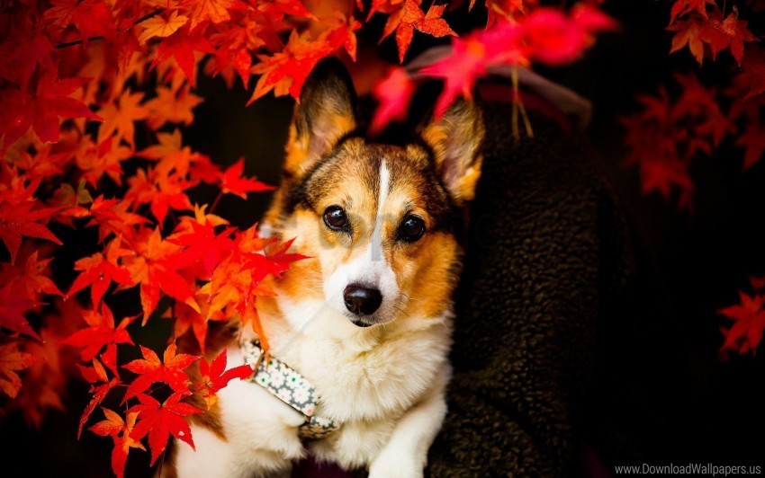 Dog Eyes Leaves Wallpaper High-resolution Transparent PNG Images Assortment